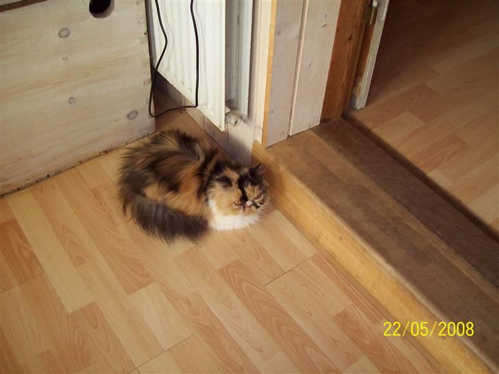 Perser la bool`s stinne billede 18