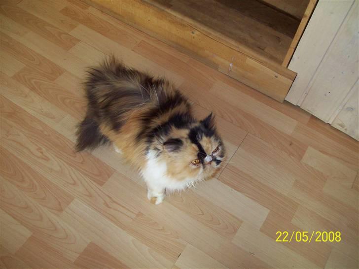 Perser la bool`s stinne billede 19