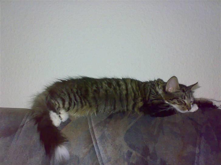 Blanding af racer Frk. Olsen - Jeg kom ikke længer end her til billede 5