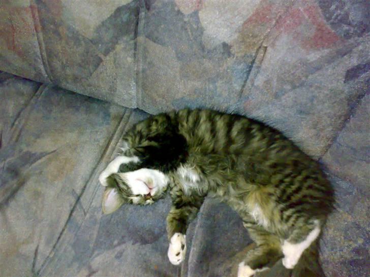 Blanding af racer Frk. Olsen - Her er jeg se mig nu billede 6