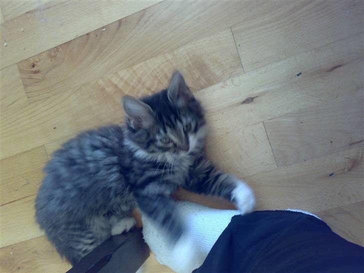 Blanding af racer Frk. Olsen - mors fod, er god og lege med billede 7