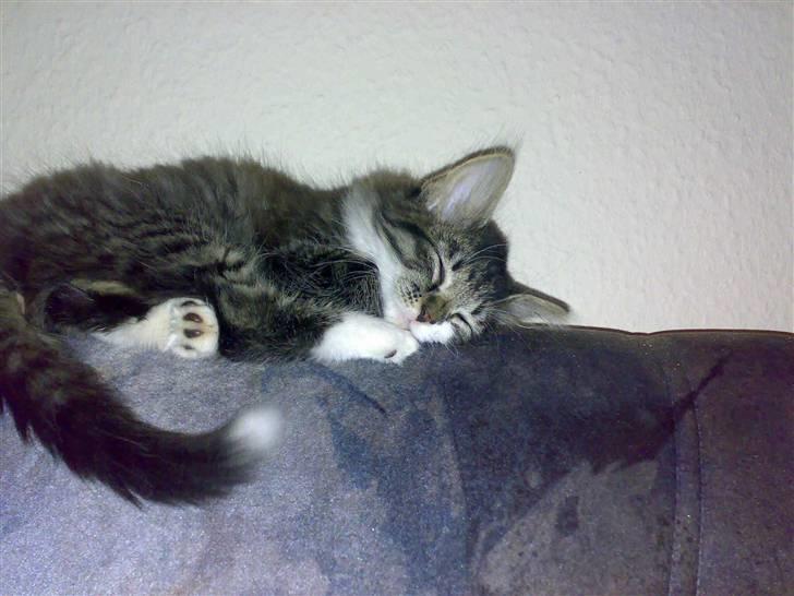 Blanding af racer Frk. Olsen - Gaaab jeg putter lige her billede 8