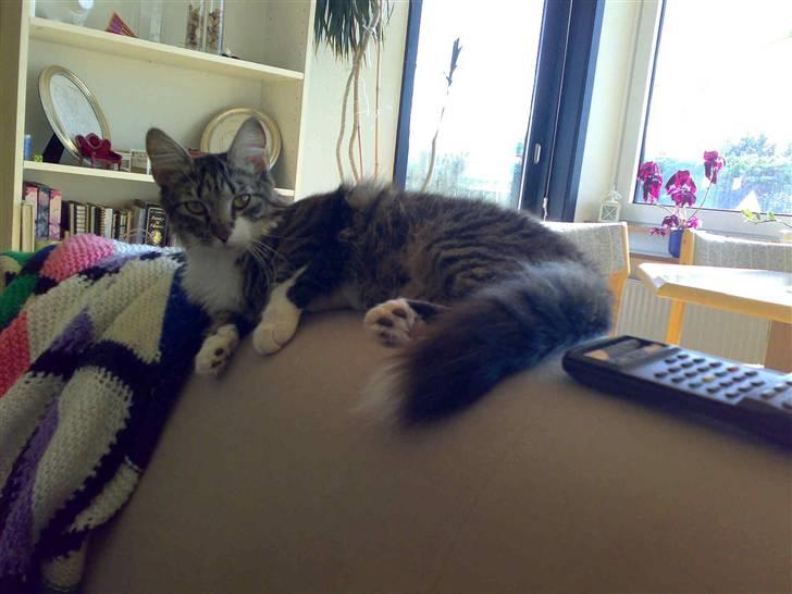 Blanding af racer Frk. Olsen - Hej skal vi hygge billede 10