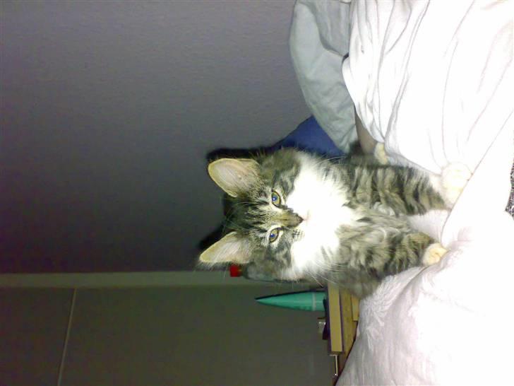 Blanding af racer Frk. Olsen - Her kommer jeg billede 11