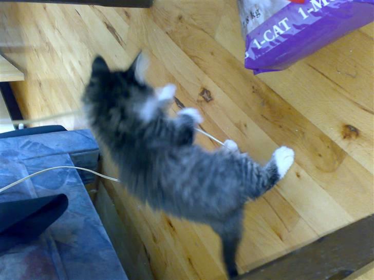 Blanding af racer Frk. Olsen - Det er min... Jeg skal nok få den billede 12