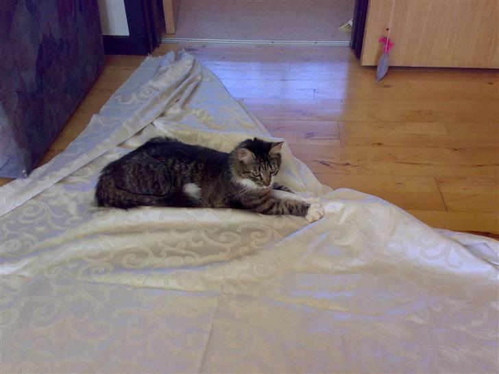 Blanding af racer Frk. Olsen - Er det, det her stof mor.. Vi skal have i soveværelset..  billede 13