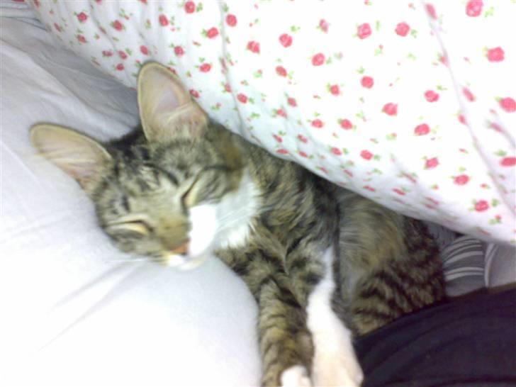 Blanding af racer Frk. Olsen - Godmorgen, jeg er ikke klar endnu billede 14