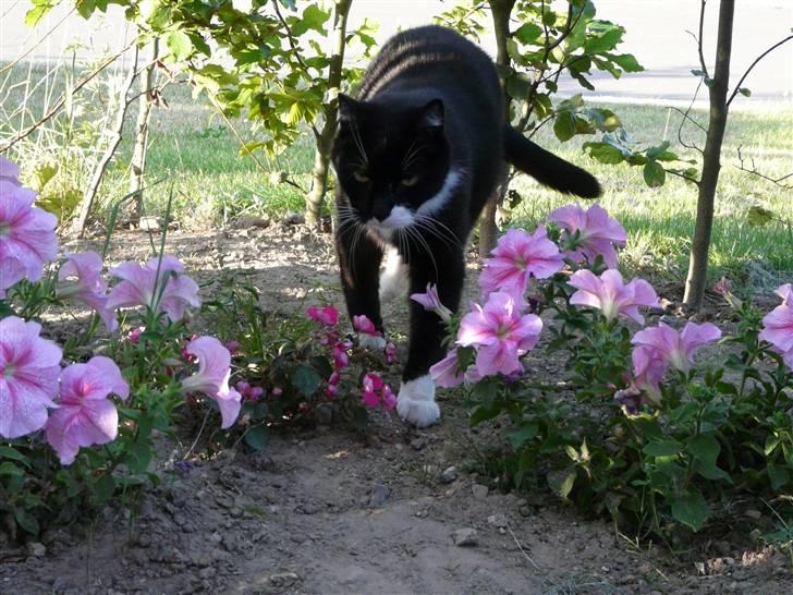 Huskat | Anton - Anton gennem blomsterne :D billede 20
