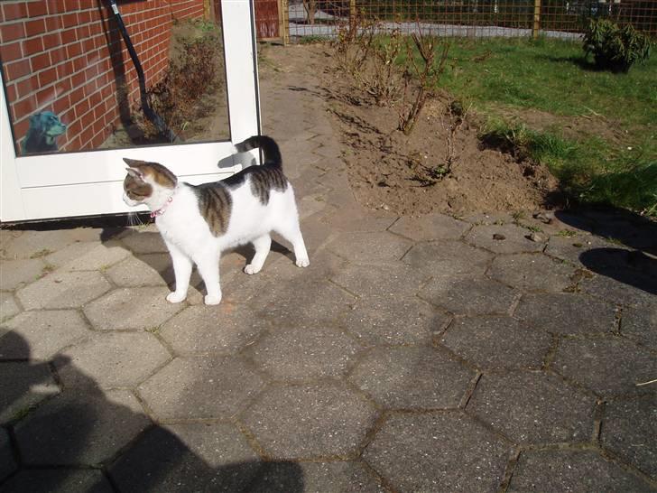 Huskat Fie (forsvundet) billede 11