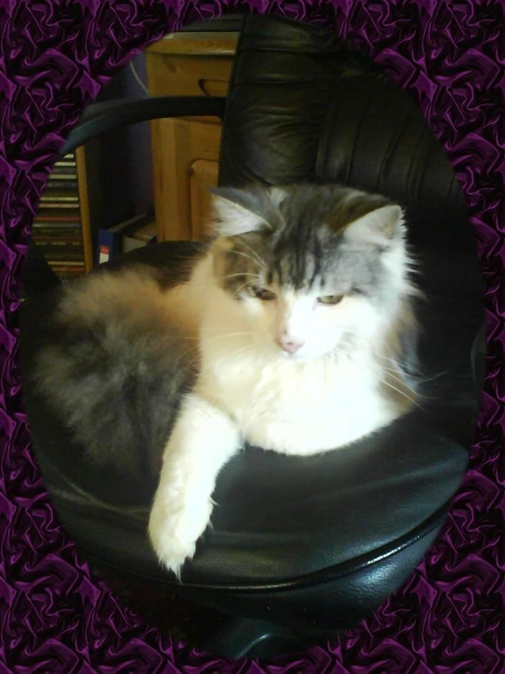 Norsk Skovkat Cormats ronaldinho - Cormats  Ronaldinho " skovkattenes konge " billede 6