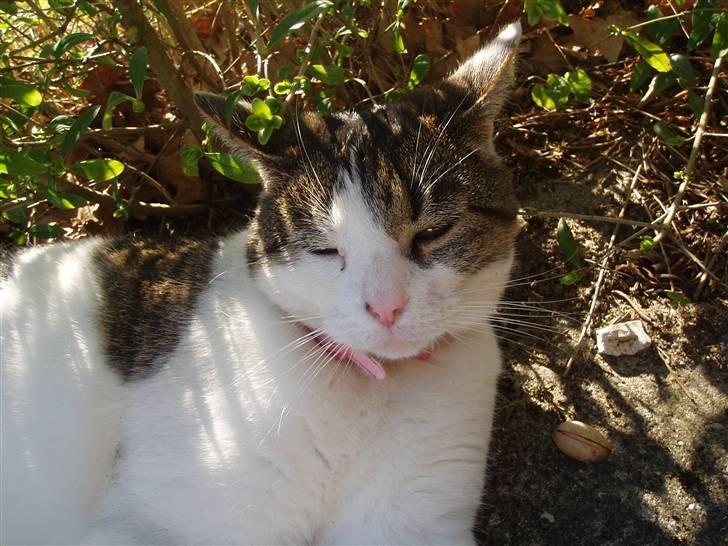 Huskat Fie (forsvundet) billede 12