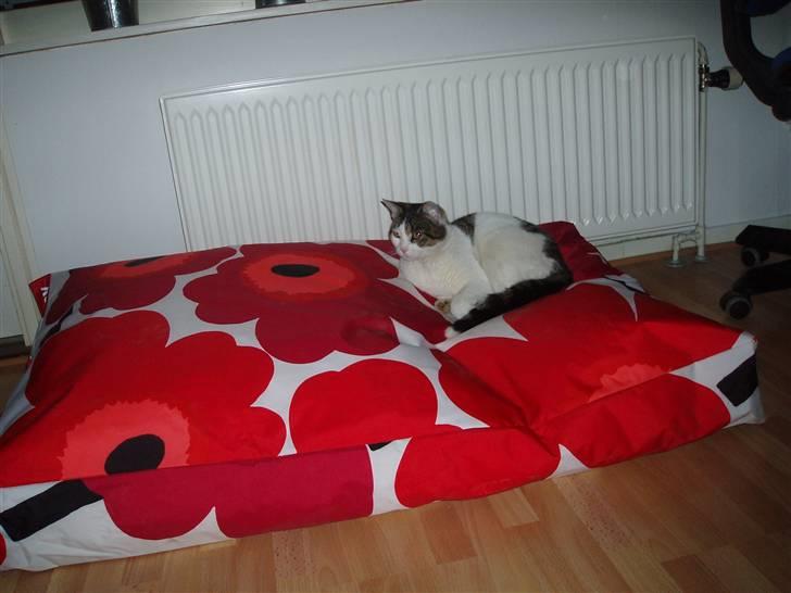 Huskat Fie (forsvundet) billede 13