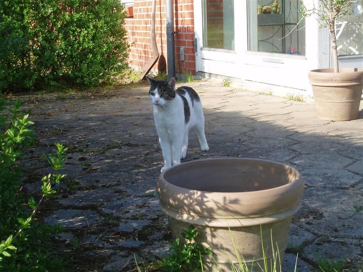 Huskat Fie (forsvundet) billede 14