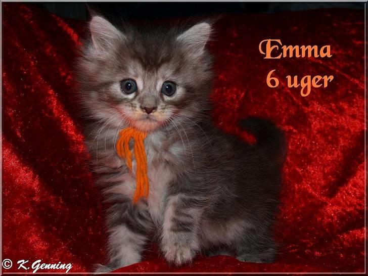 Maine Coon Emma - Emma 6 uger  billede 6