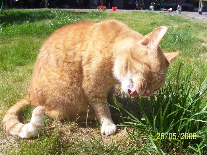 Huskat Gismo - R.I.P - ~1~ Velkommen til min profil.. *Mmm, det græs smager godt..* billede 1