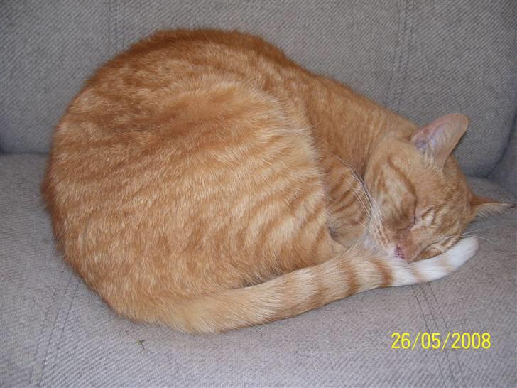 Huskat Gismo - R.I.P - ~2~ *Uhm, jeg sover trygt..* billede 2