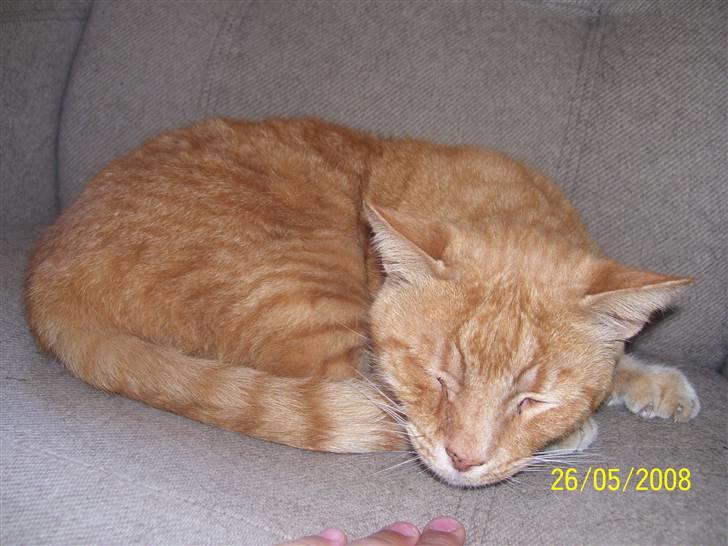 Huskat Gismo - R.I.P - ~3~ *stop med at tage billeder, jeg sover..* billede 3