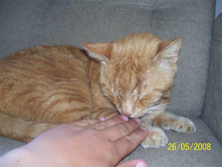 Huskat Gismo - R.I.P - ~4~ *jeg slikker fotografen(min ejer)..* billede 4