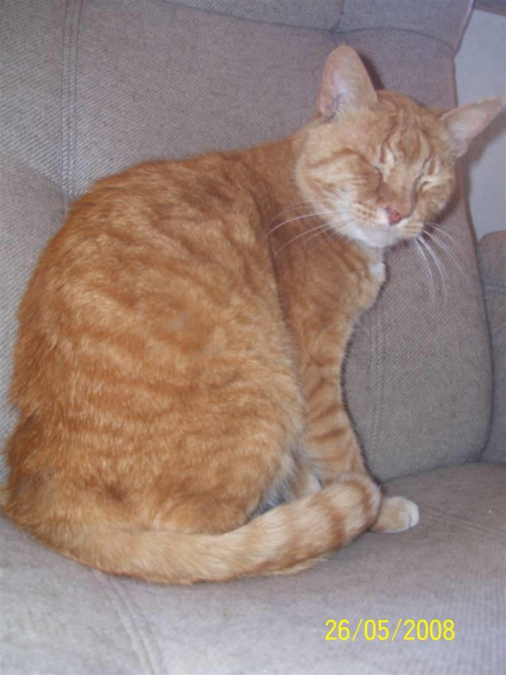 Huskat Gismo - R.I.P - ~5~ *Smil til fotografen..* billede 5