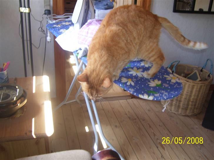 Huskat Gismo - R.I.P - ~6~ *Puha, det er varmt der..* billede 6