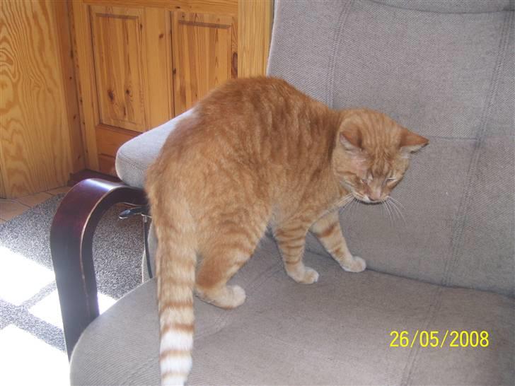 Huskat Gismo - R.I.P - ~7~ *så nu vil jeg altså have fred til at sove..* billede 7