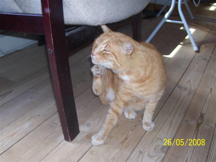 Huskat Gismo - R.I.P - ~8~ *Uhh, det klør..* billede 8