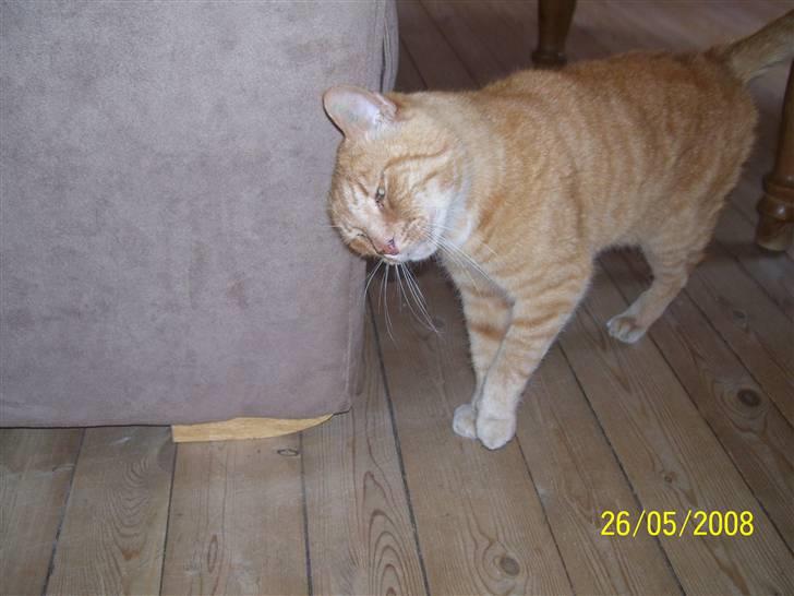 Huskat Gismo - R.I.P - ~9~ *Uhm, det er4 dejligt..* billede 9