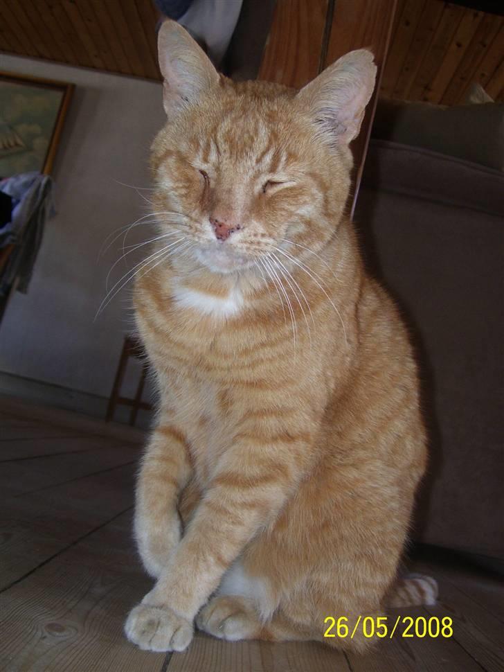 Huskat Gismo - R.I.P - ~10~ *Heej med dig..* billede 10