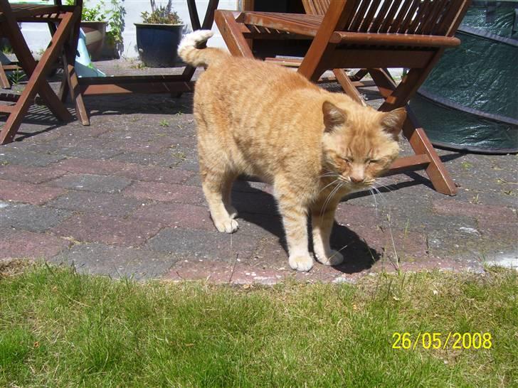 Huskat Gismo - R.I.P - ~11~ *Hmm, hvor skal jeg nu gå hen?..* billede 11