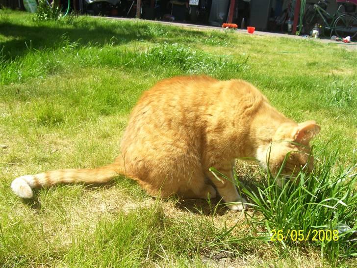 Huskat Gismo - R.I.P - ~12~ *Det der græs smager godt..* billede 12
