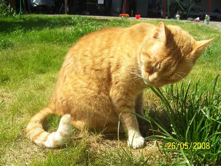 Huskat Gismo - R.I.P - ~13~ *Hmm, hvad er det det lugter af?..* billede 13