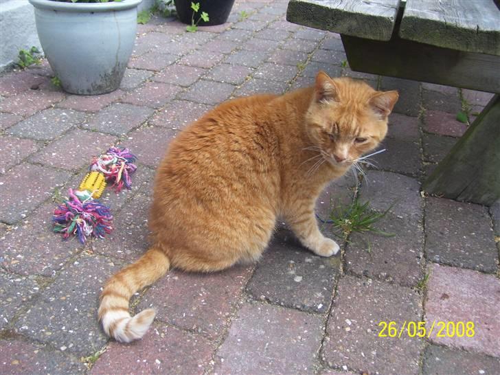 Huskat Gismo - R.I.P - ~14~ *Hov, hvad var det?..* billede 14