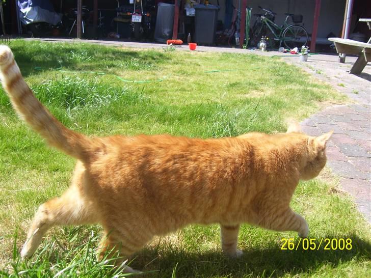 Huskat Gismo - R.I.P - ~15~ * Såå, nu er der vist mad, eller er det en gæst?..* billede 15