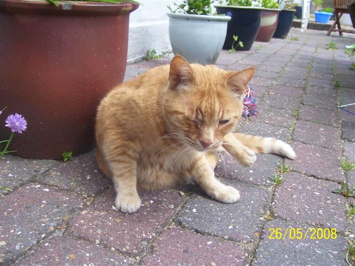 Huskat Gismo - R.I.P - ~16~ *Hey, lad være med at fotografere mig når jeg renser min pels..* billede 16