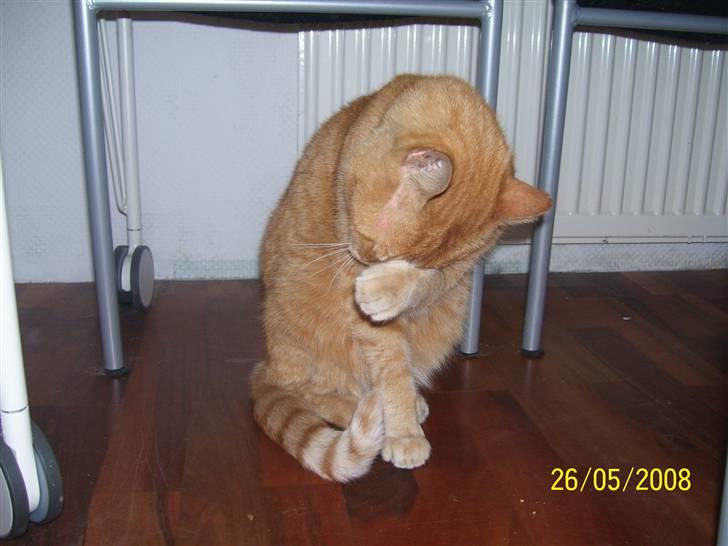 Huskat Gismo - R.I.P - ~17~ *Så, er det potens tur..* billede 17