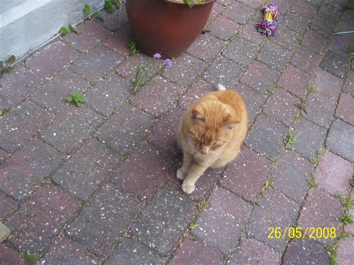 Huskat Gismo - R.I.P - ~18~ *Hmm, er jeg ikk bare smuk?..* billede 18