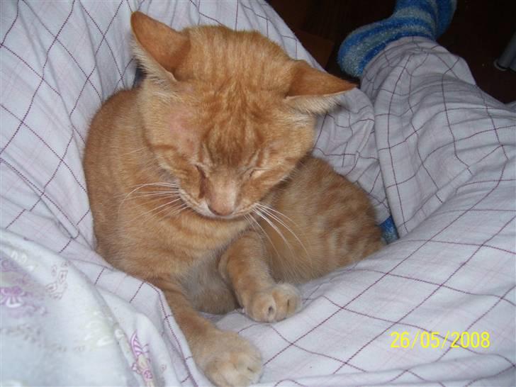 Huskat Gismo - R.I.P - ~19~ *Her sidder jeg fint..* billede 19