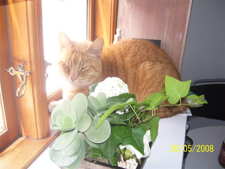 Huskat Gismo - R.I.P - ~20~ *Jeg holder vagt..* billede 20