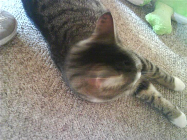 Huskat Samson billede 1