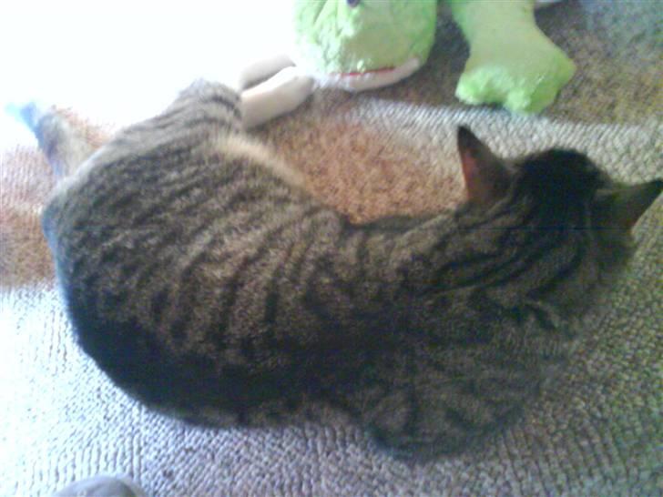 Huskat Samson billede 2