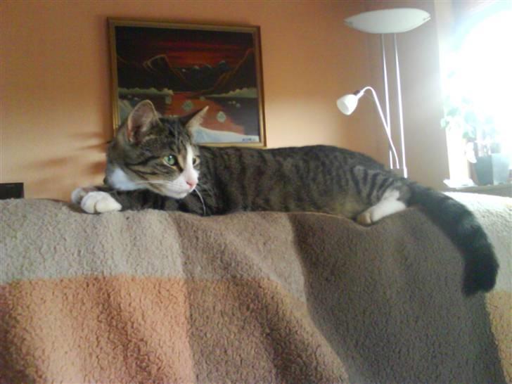 Huskat Samson billede 3