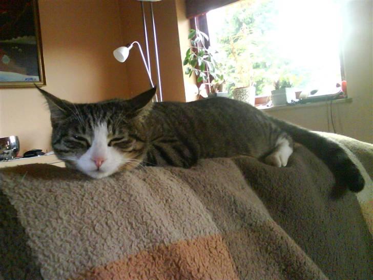 Huskat Samson billede 4