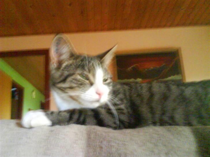 Huskat Samson billede 5