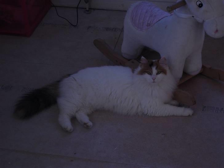 Tyrkisk Van Gesim van Kedi von Alixis *død* billede 1