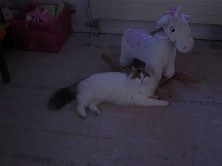 Tyrkisk Van Gesim van Kedi von Alixis *død* billede 3