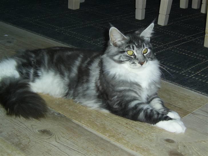 Maine Coon Mickey - Her er jeg blevet 7 mdr og 4,9 kg billede 1