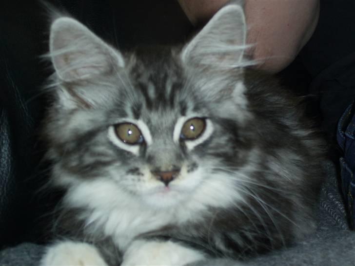 Maine Coon Mickey billede 2