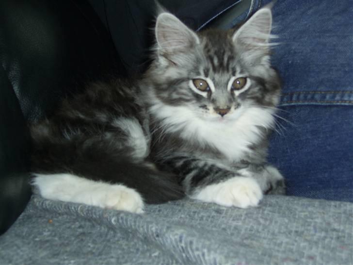 Maine Coon Mickey billede 3