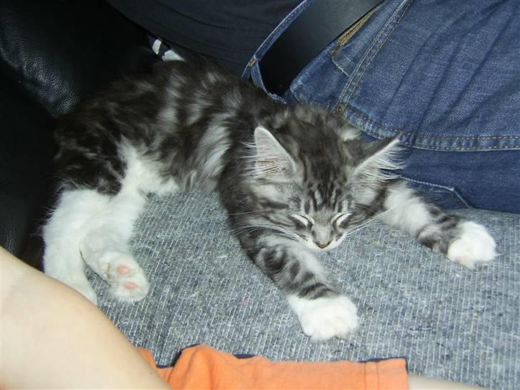 Maine Coon Mickey billede 4