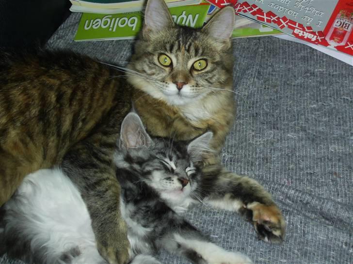 Maine Coon Mickey billede 5